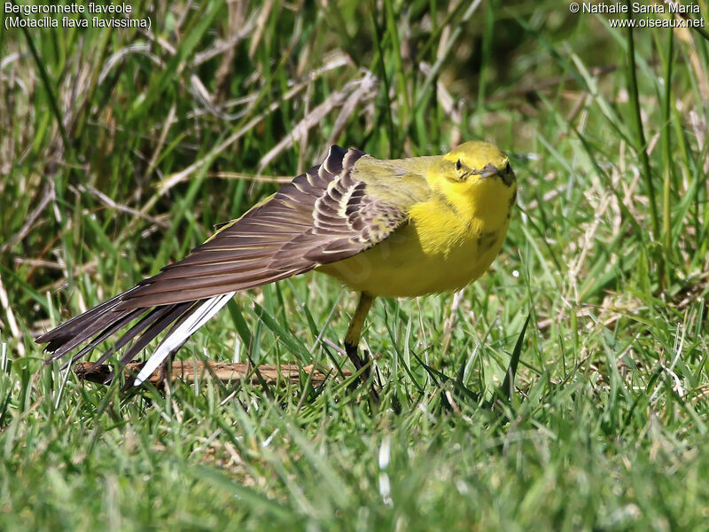 Western Yellow Wagtail (flavissima) male adult breeding, identification, habitat, Behaviour