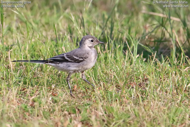 White Wagtailjuvenile, identification, walking