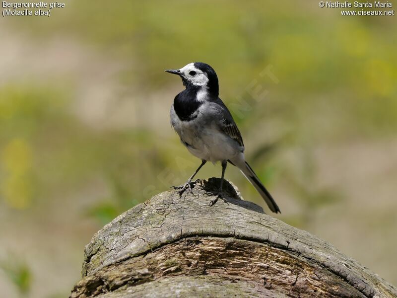 White Wagtail male adult breeding