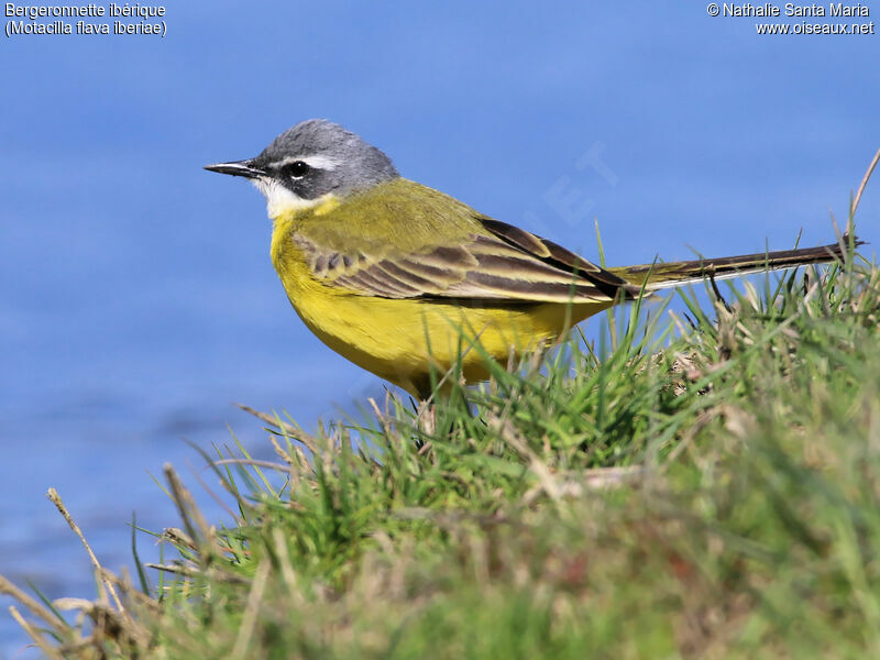 Western Yellow Wagtail (iberiae)adult breeding, identification, habitat, walking