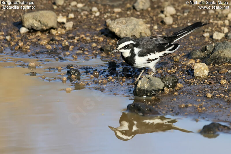 African Pied Wagtailadult, identification, habitat, drinks