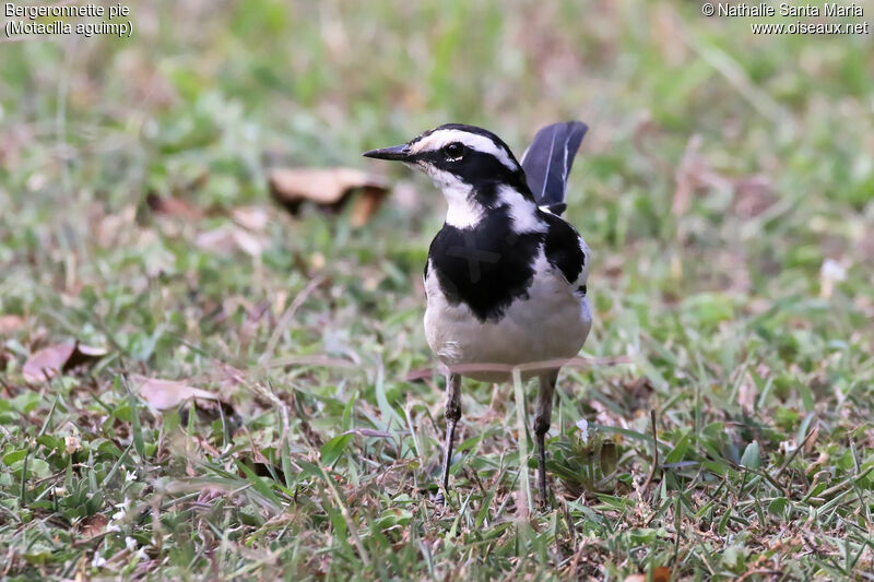 Bergeronnette pie mâle adulte nuptial, identification, habitat, Comportement