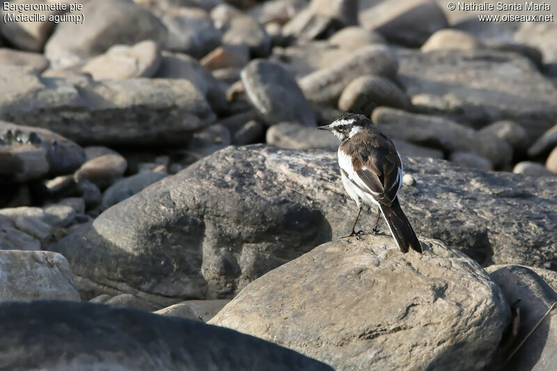 Bergeronnette pieimmature, identification, habitat