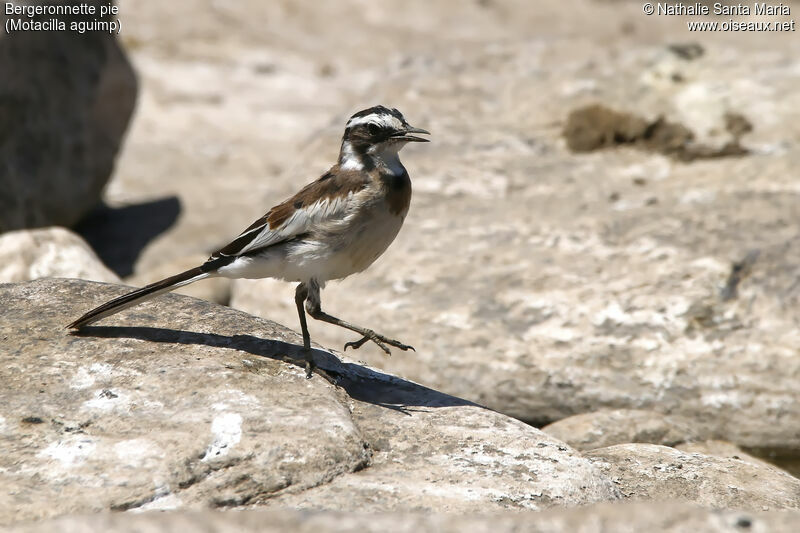 Bergeronnette pieimmature, identification, marche