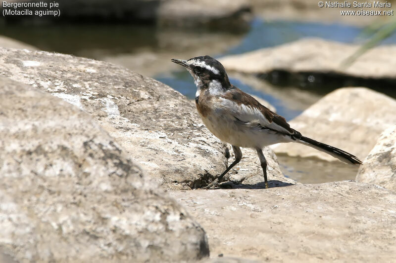 African Pied Wagtailimmature, identification, walking