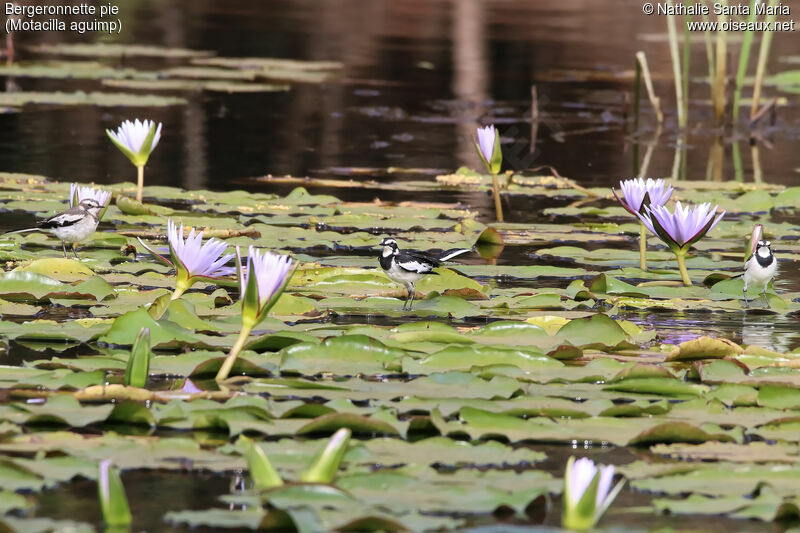 African Pied Wagtail, identification, habitat, walking