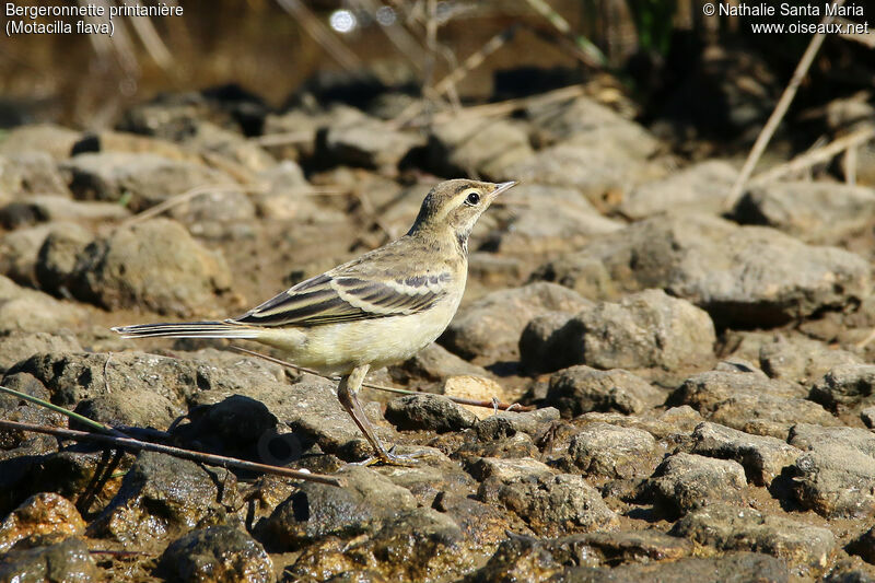 Western Yellow Wagtailjuvenile, identification, habitat, walking, Behaviour