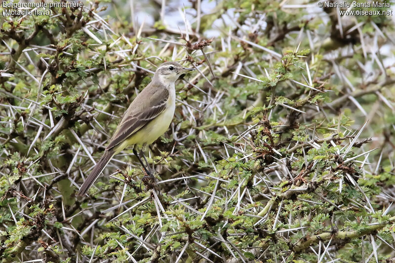 Bergeronnette printanière, identification, habitat