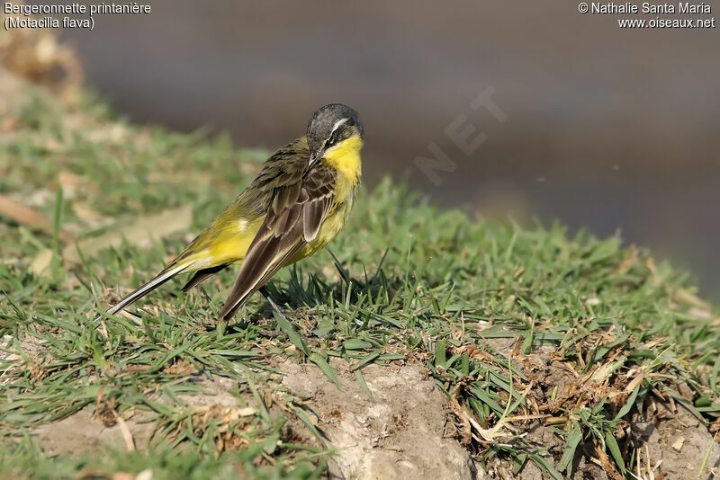 Western Yellow Wagtailadult, identification, habitat, care