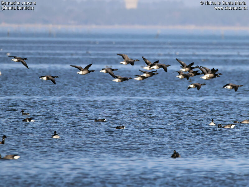 Brant Goose, Flight