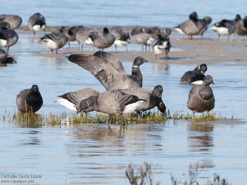 Bernache cravant, habitat, marche, pêche/chasse, mange, Comportement