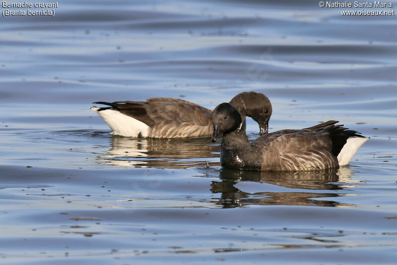 Brant Gooseadult, identification, swimming