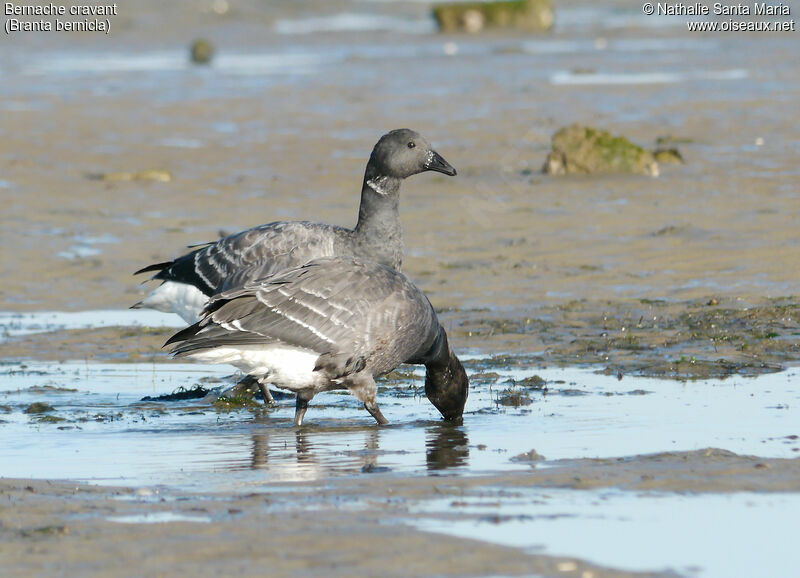 Brant GooseFirst year, habitat, moulting, walking, feeding habits, Behaviour