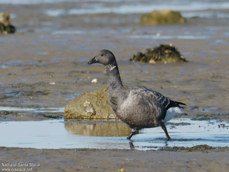 Brant GooseFirst year, moulting, walking