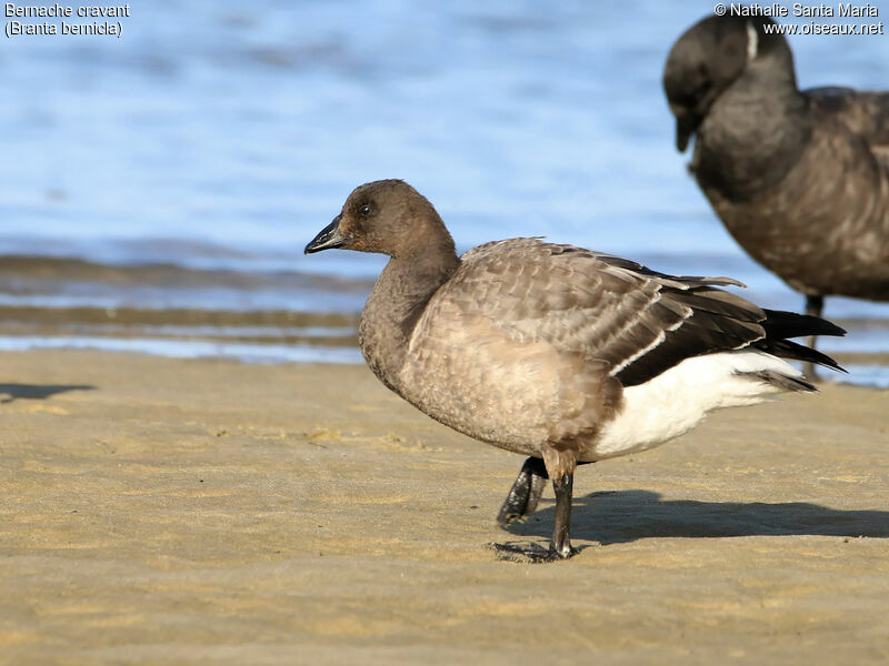 Brant Goosejuvenile, identification, moulting, walking