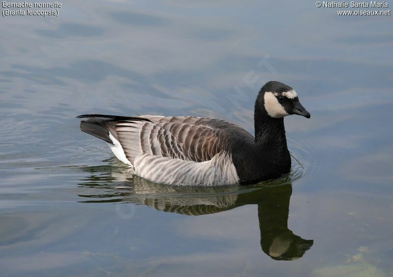 Barnacle Gooseadult, swimming