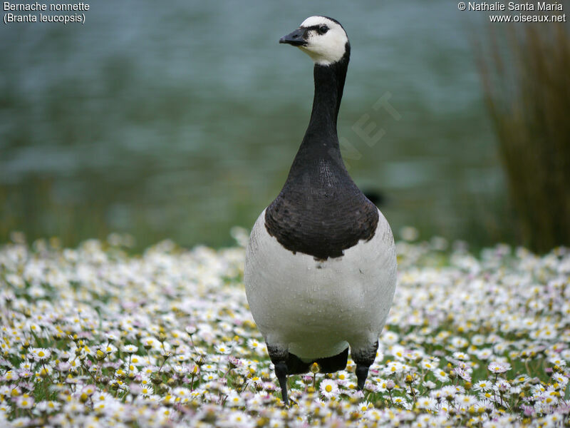 Barnacle Gooseadult