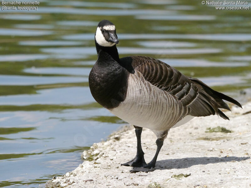 Barnacle Gooseadult, walking, Behaviour