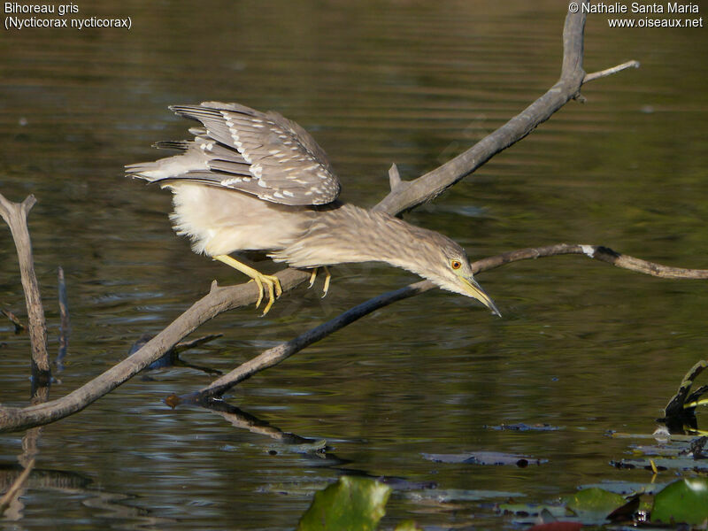 Bihoreau grisjuvénile, identification, habitat, pêche/chasse, Comportement