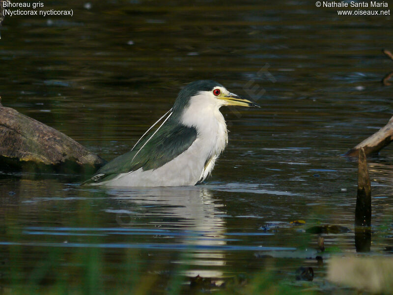 Bihoreau grisadulte nuptial, identification, habitat, soins, Comportement