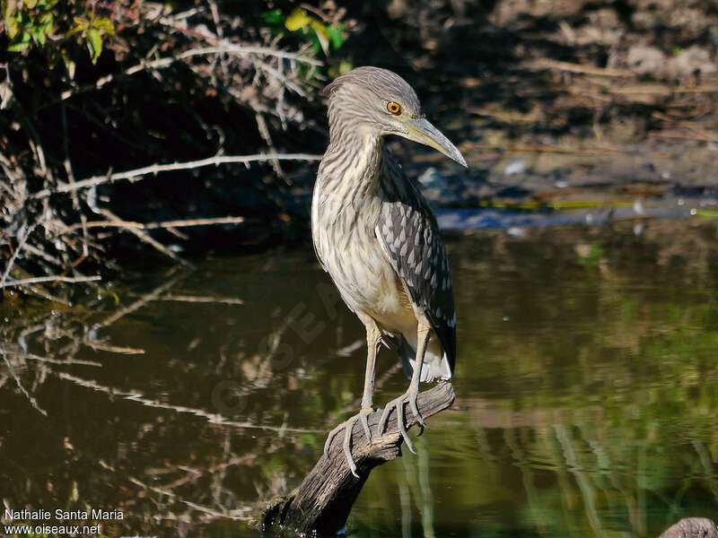 Bihoreau grisjuvénile, pêche/chasse