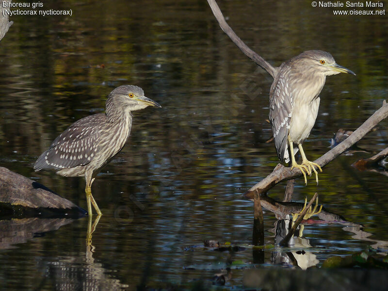 Bihoreau grisjuvénile, habitat, composition, marche, Comportement