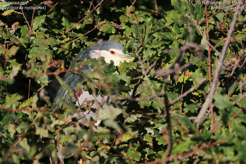 Bihoreau grisadulte, identification, habitat, Comportement