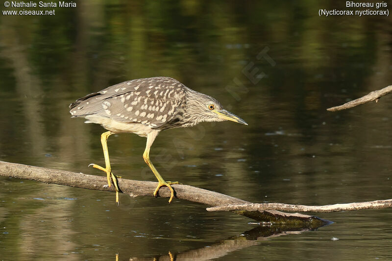 Bihoreau grisimmature, identification, pêche/chasse