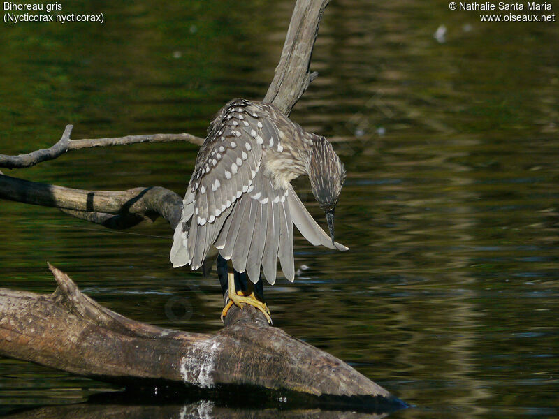 Bihoreau grisjuvénile, habitat, soins, composition, Comportement