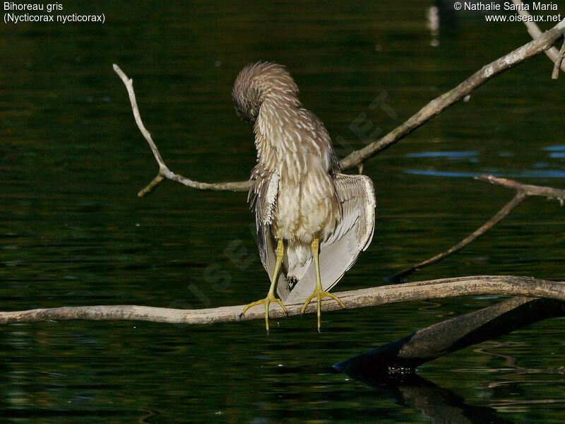 Bihoreau grisjuvénile, habitat, soins, Comportement