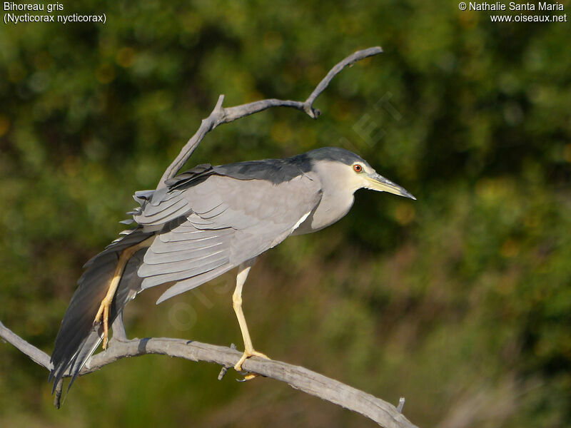 Black-crowned Night Heronadult post breeding, identification, Behaviour