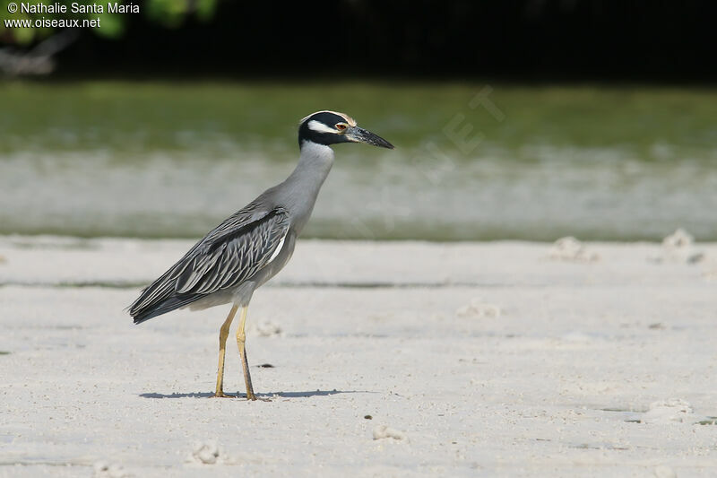 Yellow-crowned Night Heronadult, identification