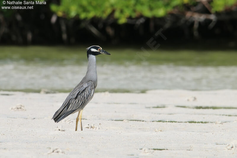 Yellow-crowned Night Heronadult, identification