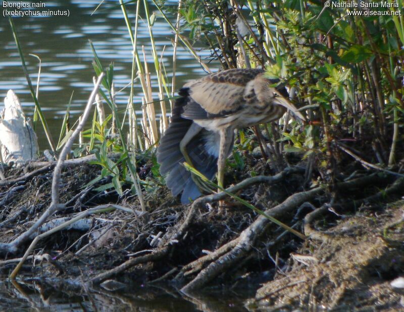 Blongios nainjuvénile, identification, habitat, Comportement