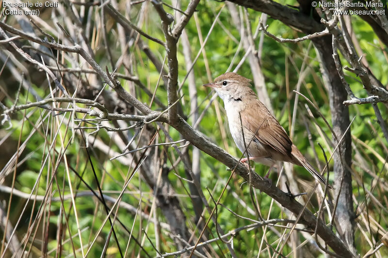 Bouscarle de Cettiadulte, habitat