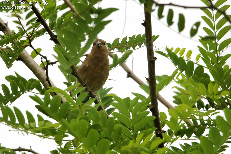 Eurasian Bullfinchjuvenile, identification