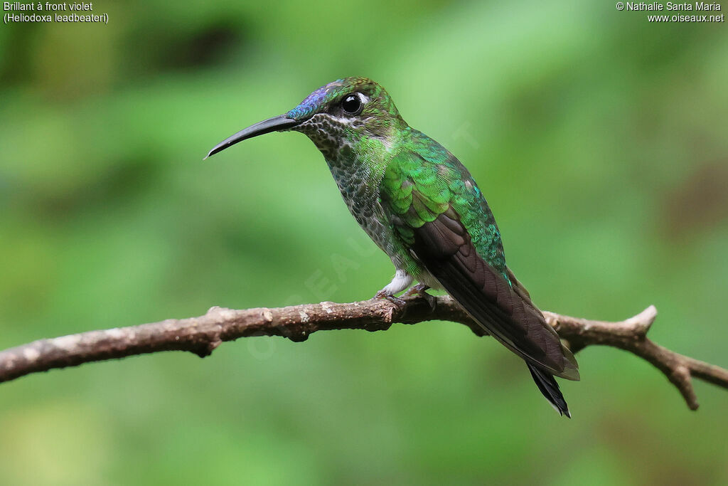 Violet-fronted Brilliantadult, identification