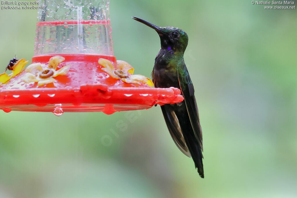 Black-throated Brilliant