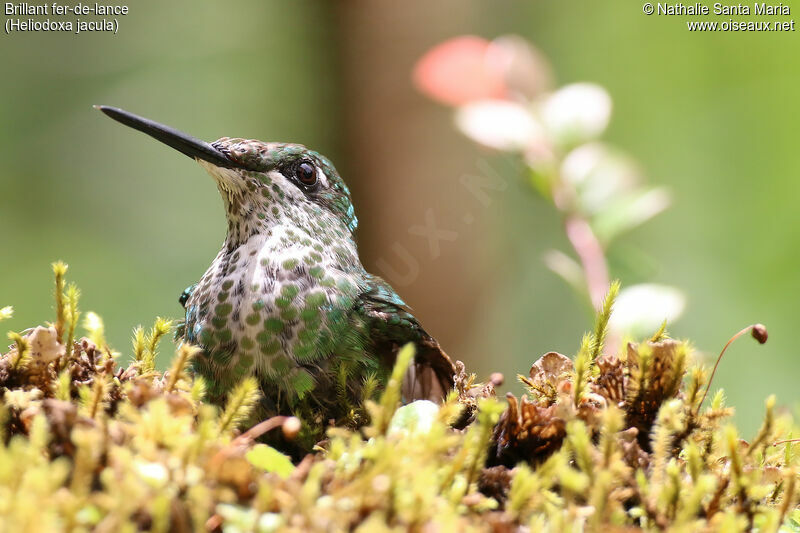 Brillant fer-de-lanceadulte, identification