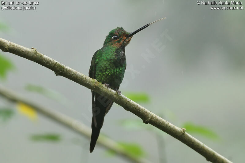 Green-crowned Brilliantjuvenile, identification