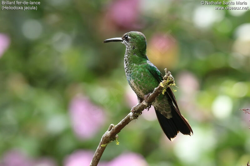 Green-crowned Brilliant female adult, identification