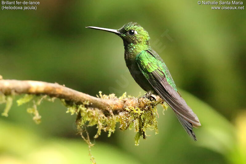 Green-crowned Brilliant, identification