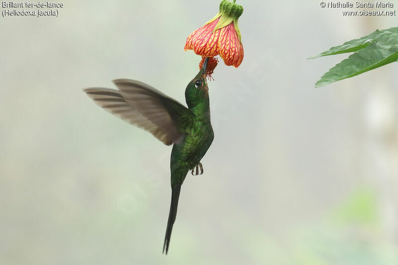 Green-crowned Brilliantjuvenile, Flight, feeding habits