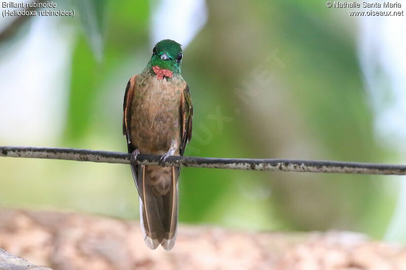 Fawn-breasted Brilliant male adult, identification