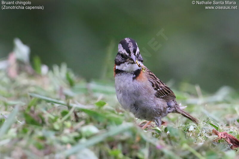 Bruant chingoloadulte, identification, mange