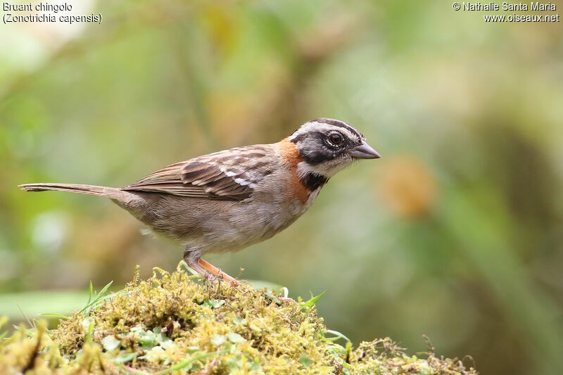 Rufous-collared Sparrowadult, identification