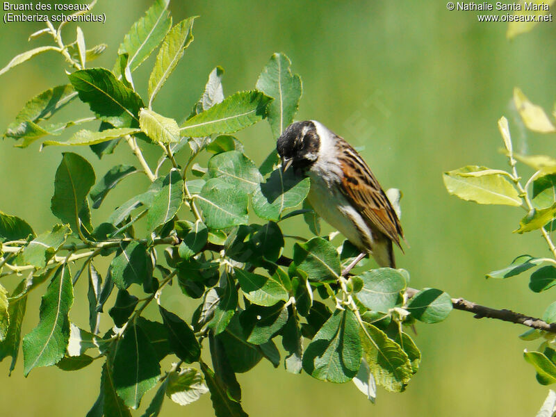 Bruant des roseaux mâle adulte nuptial, identification, Comportement