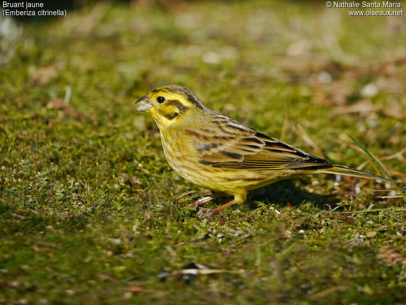 Bruant jaune femelle adulte internuptial, identification, habitat, régime, mange