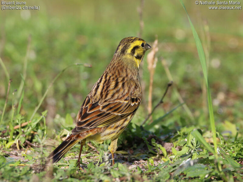 Yellowhammeradult post breeding, close-up portrait, walking