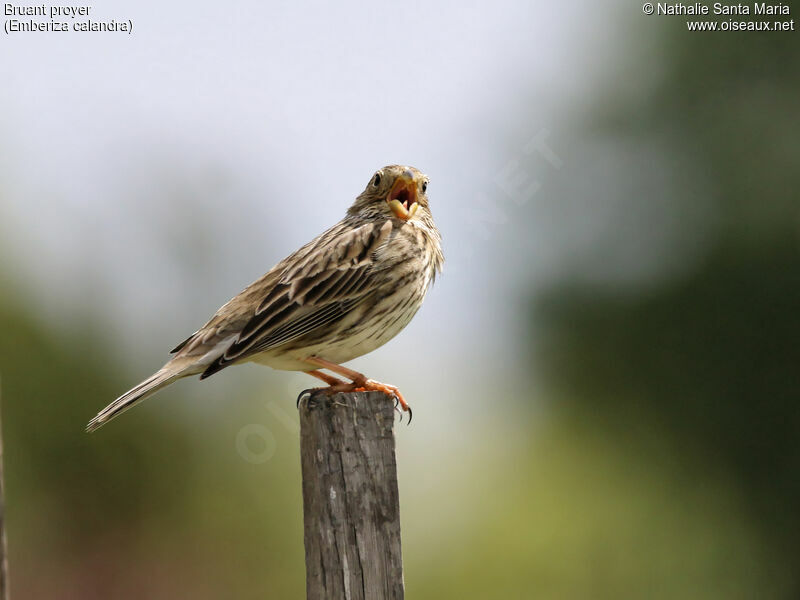 Corn Bunting male adult, identification, song, Behaviour